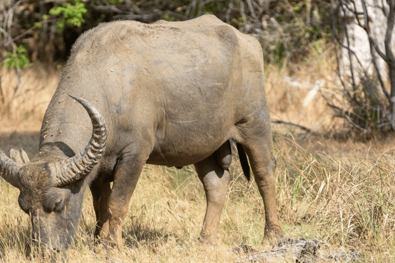 Anuradhapura: Wilpattu Safari, Kalu Diya Pokuna & Mihintale Stranded Budget Package