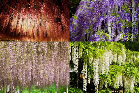 Tokyo : Hitachi Coastal Park & Adachi Wisteria Lighting Tour