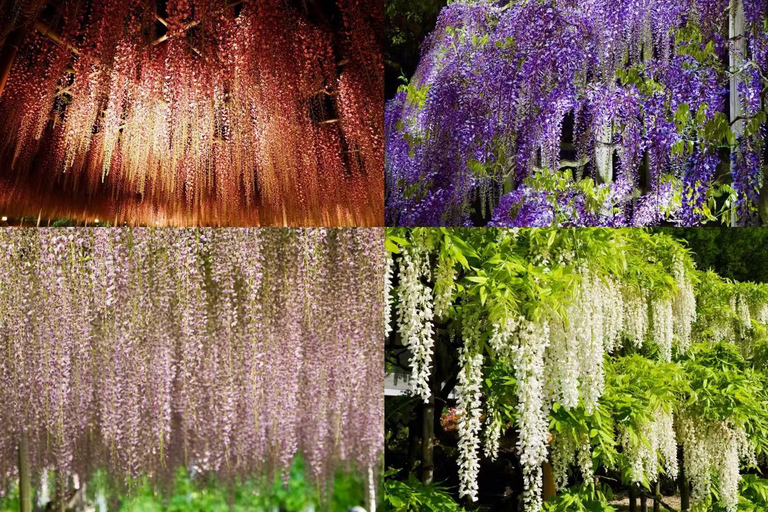 Tokyo : Hitachi Coastal Park & Adachi Wisteria Lighting Tour