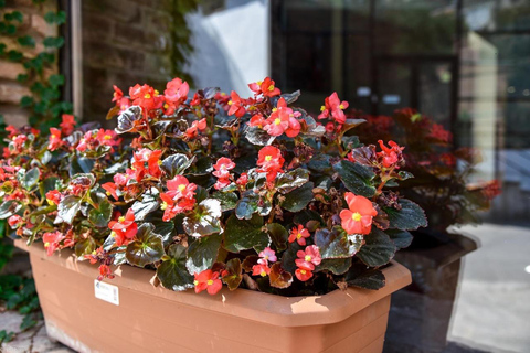 Tbilisi: 3-daags verblijf met stadstour en verborgen juweeltjes