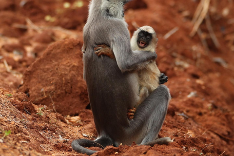 De Mirissa/ Galle/ Hikkaduwa - Udawalawe Safari 4*4 TourCircuit tout compris (payez maintenant pour la voiture, la Jeep et les billets)