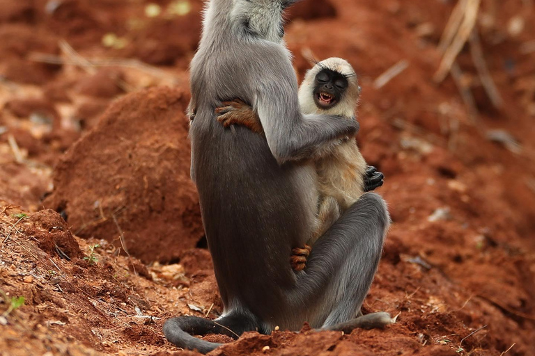 De Mirissa/ Galle/ Hikkaduwa - Udawalawe Safari 4*4 TourCircuit tout compris (payez maintenant pour la voiture et la Jeep)