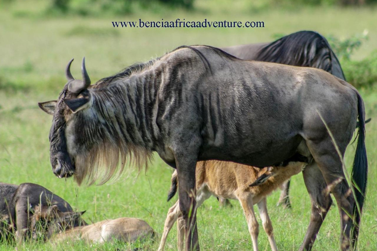 3 giorni di safari con gli elefanti ad AmboseliSafari all&#039;Amboseli di 3 giorni