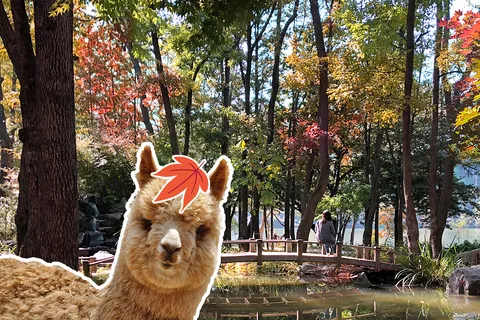 Seoul: Alpaca/Nami/Garden of Morning Calm Tour (+Rail Bike)