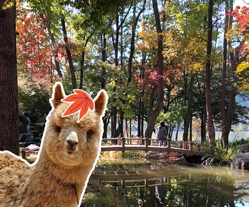 Seúl: Excursión Alpaca/Nami/Jardín de la Calma Matutina (+Bicicleta de Ferrocarril)