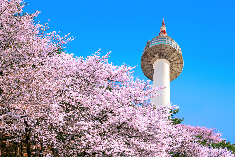 Seoul: Jinhae or Chasing Cherry Blossom &amp; Spring Flower TourChasing Cherry Blossom Tour, Meet at Hongik University St