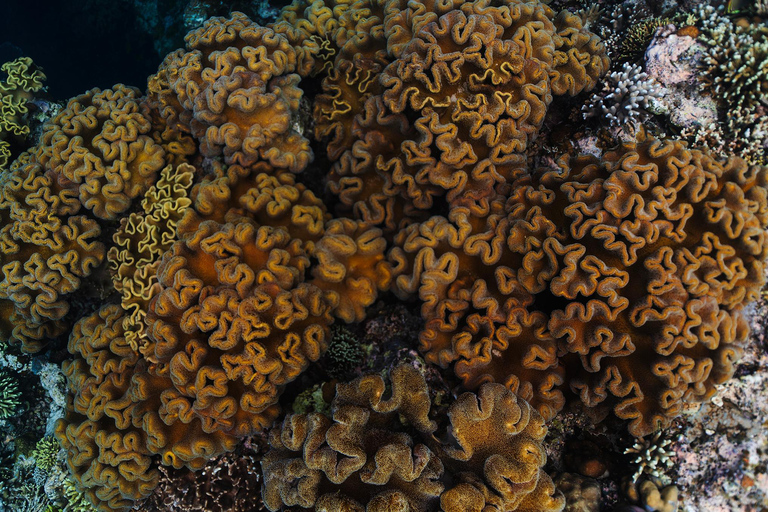 From Bali: Nusa Penida Private Snorkeling Tour with Lunch Shared Boat Trip with Meeting Point at Sanur