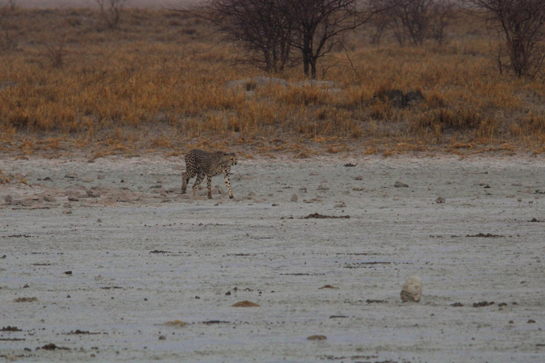 Windhoek: 3-Day Guided Safari in Etosha with Lodge