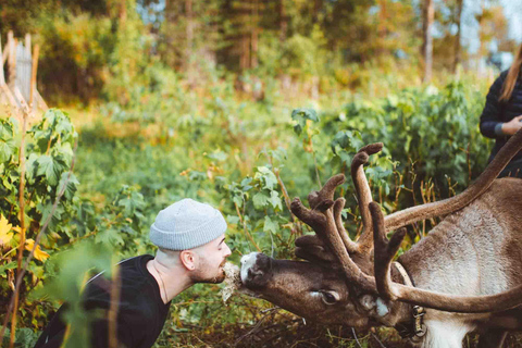 Rovaniemi: Meet and Feed Reindeer