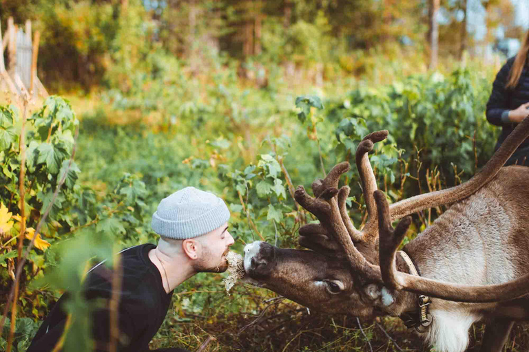 Rovaniemi: Meet and Feed Reindeer