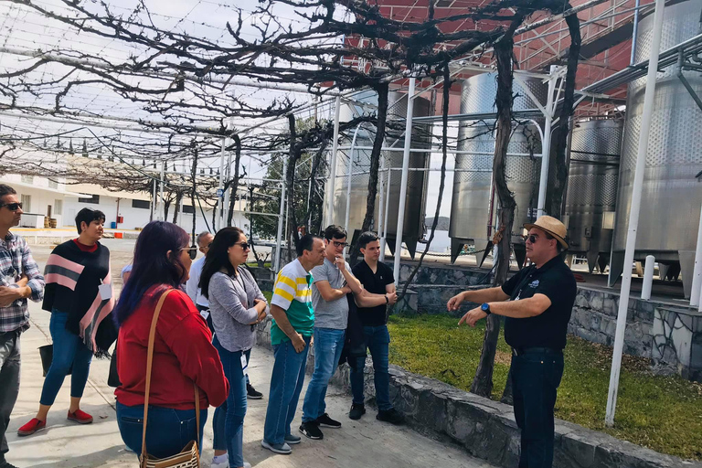 Rondleiding &quot;Parras de la Fuente&quot;, met gids, transfer en tickets