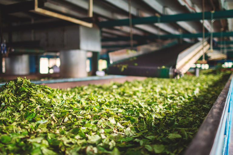 Negombo to Kandy: Pinnawala/ Tea Factory (private Tour)