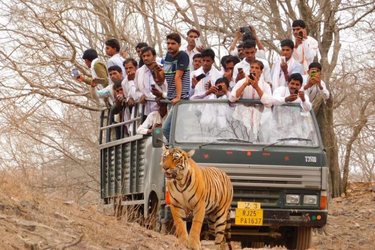 From Jaipur: Jhalana Leopard & Ranthambore Tiger Safari Tour