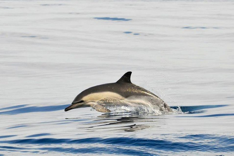 Dolphins Watching with Beach Day in Tarifa from Seville