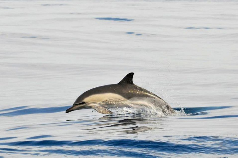 Dolphins Watching with Beach Day in Tarifa from Seville