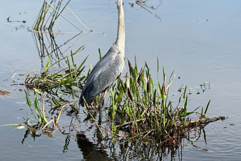 Kissimmee: Everglades Alligator and Wildlife Airboat Tour