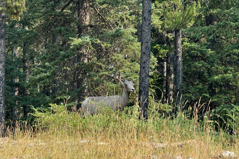 Lac Moraine, lac Emerald, lac Louise, visite en bus de Banff