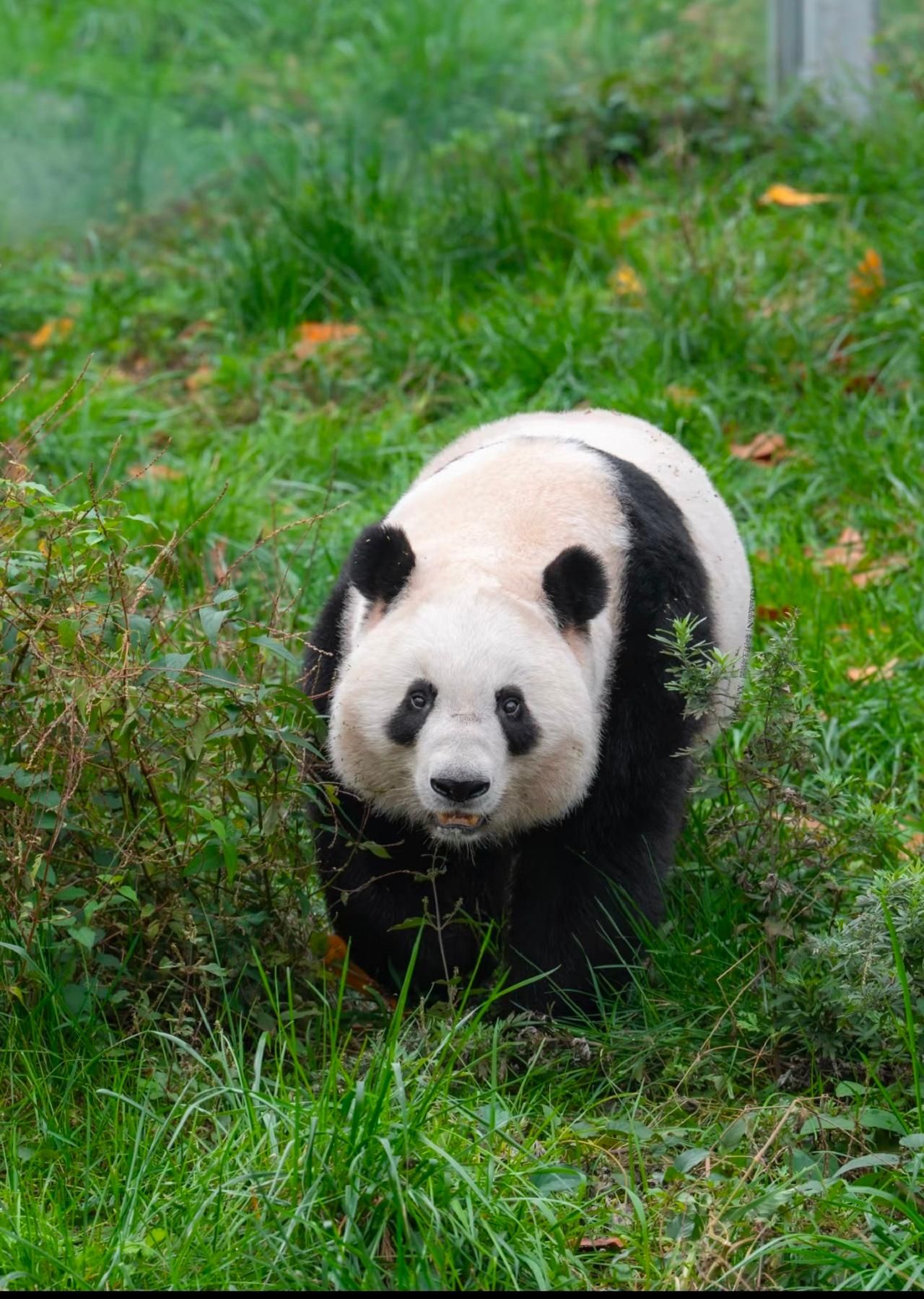 Ticket für Riesenpandas in Xi'an mit dem Qinling-Naturparkpass