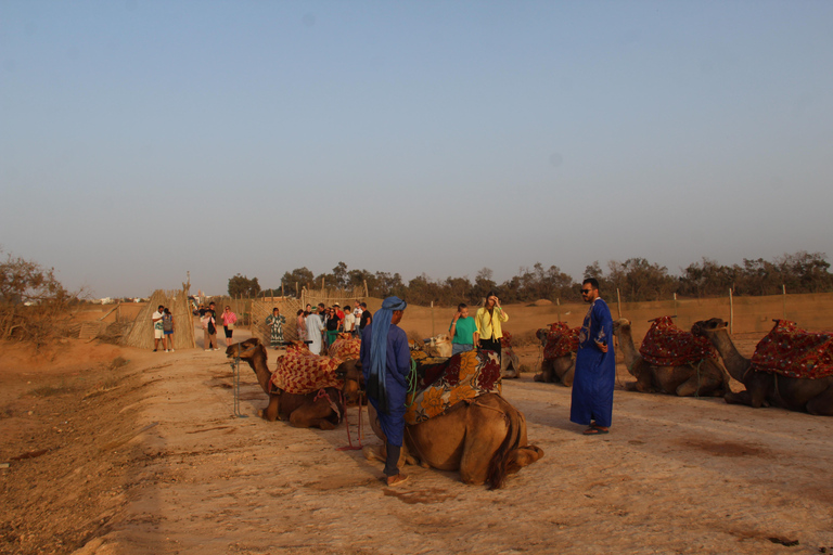 Agadir : balade à dos de chameau ou à cheval au coucher du soleil avec dîner barbecueAgadir : Balade au coucher du soleil à dos de chameau ou à cheval avec dîner barbecue
