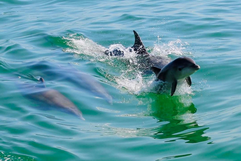 Tarpon Springs: Evening Dolphin Cruise Tarpon Springs: Sunset Dolphin Cruise with Refreshments