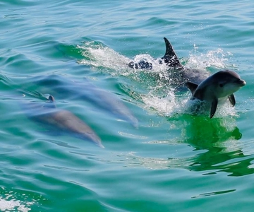 Tarpon Springs: Cruzeiro noturno com golfinhos