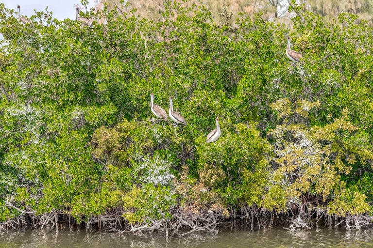 Cocoa Beach: Dolphin, Manatee, and Wildlife Boat Tour
