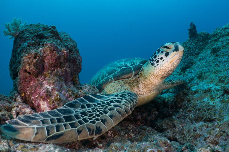 Trou-aux-Biches: Submarine Tour to the Star Hope Wreck