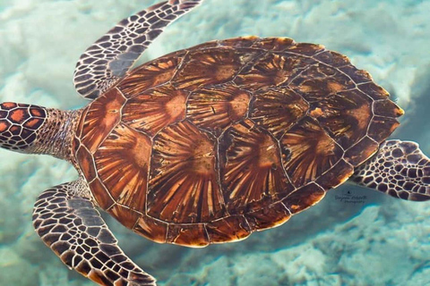 Zanzibar: Swim with Turtles in Nungwi Lagoon Hotel Transfers Anywhere in Zanzibar
