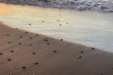 Isla Cañas: Newborn Turtle Release Tour with Breakfast