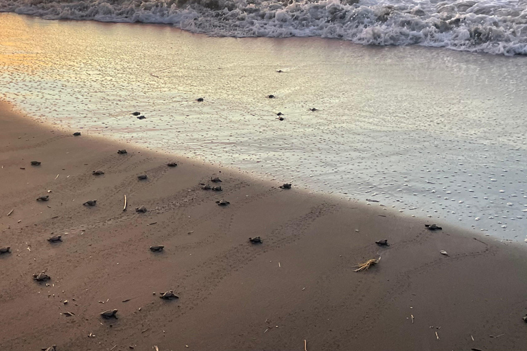 Isla Cañas: Newborn Turtle Release Tour with Breakfast