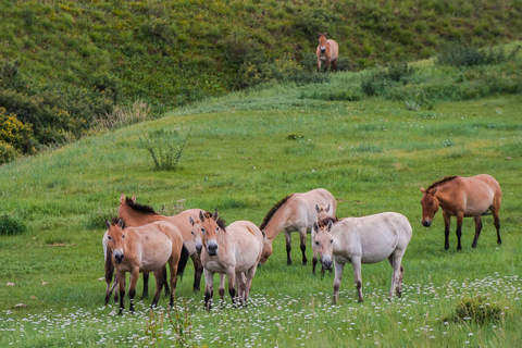 Hustai National Park Day Tour Autumn: Standard Departure