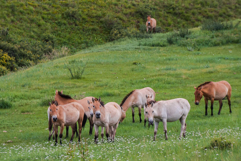 Hustai National Park Day Tour Autumn: Standard Departure