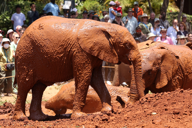 Nairobi: David Sheldrick Olifantenkwekerij Tour