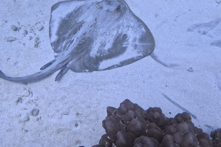 Muscat: Snorkeltur till ön Dimaniyat