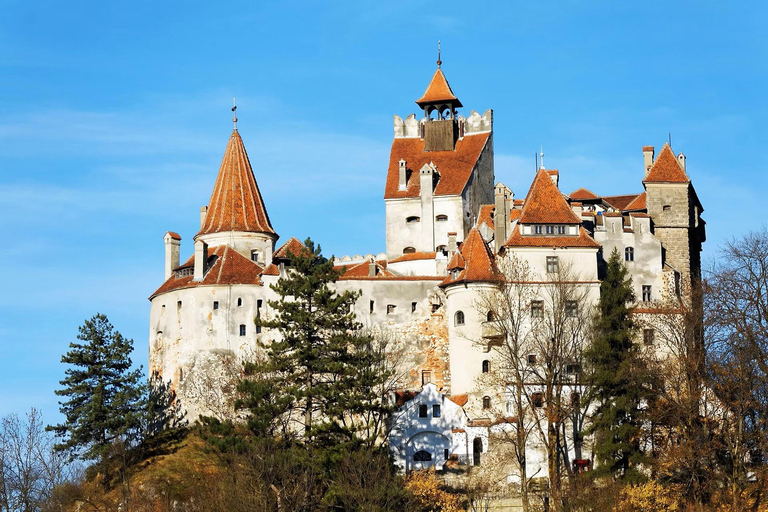 From Bucharest: Bear Sanctuary & Carpathian Castles Day Trip