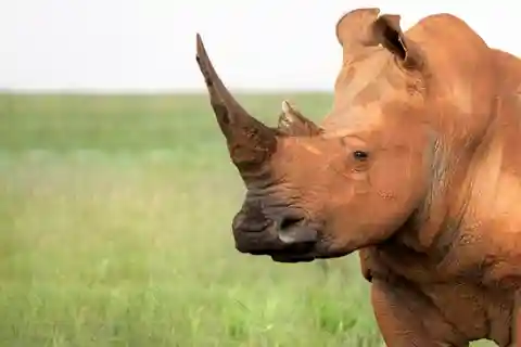 Arusha: 5-Day Safari to Tarangire, Serengeti, and Ngorongoro
