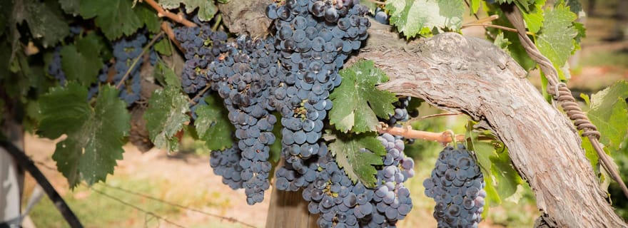 Santa Rita : Visite + dégustation de vin Premium + transport privé