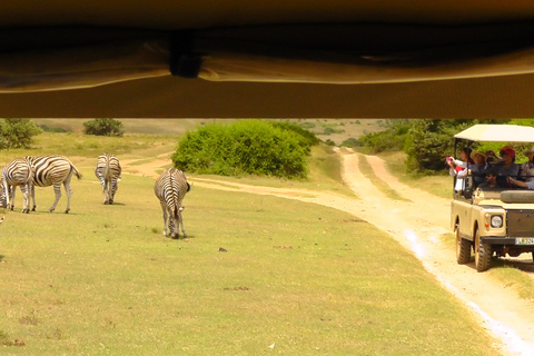 Schotia Safari – Big 5 Experience with High Lion Sightings