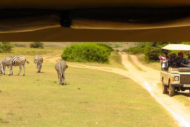 Schotia Safari – Big 5 Experience with High Lion Sightings