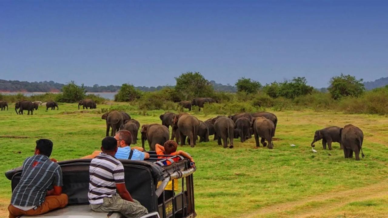 Von Sigiriya nach Pasikudah: Privater Transfer über Minneriya mit Safari