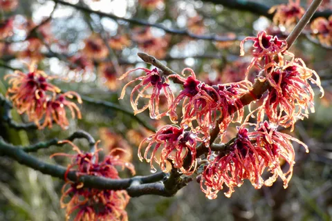 Bilet wstępu do Ogrodu Botanicznego Trompenburg
