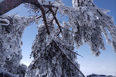 Huangshan: Mountain Top Day Trip with Cable Car and Pickup