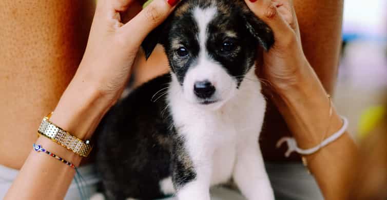 Puppy Yoga in Bali, Ubud – #1 Thing to Do in Bali