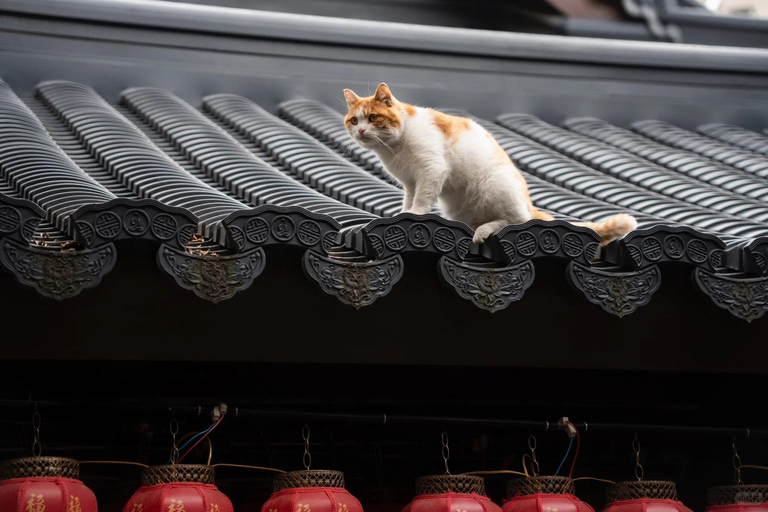 Shanghai: Jade Buddha Temple and Local Food Tour