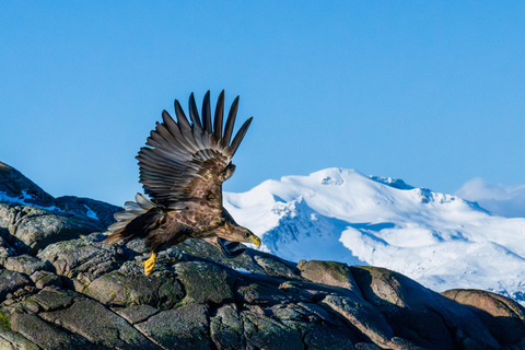 From Svolvær: Lofoten Trollfjord Cruise & Sea Eagle Safari Lofoten: Trollfjord Cruise with Sea Eagle Safari