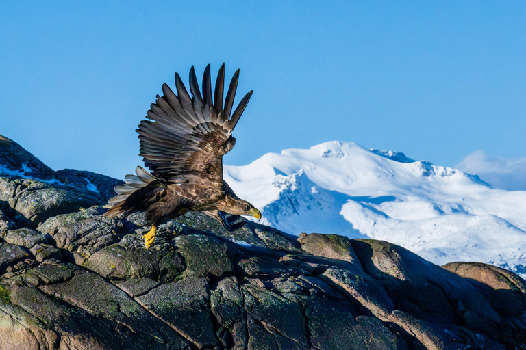 From Svolvær: Lofoten Trollfjord Cruise & Sea Eagle Safari Lofoten: Trollfjord Cruise with Sea Eagle Safari