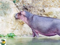 Primati di 15 giorni e avventura di safari faunistica - Housity