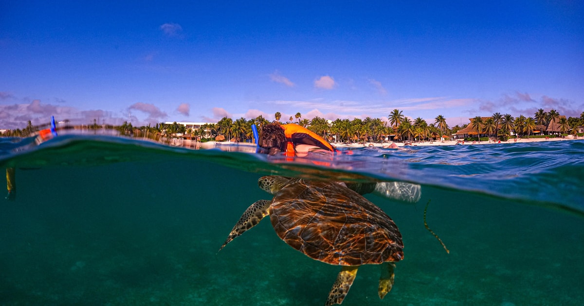 Akumal : fotoğraflarla tortugas ile şnorkel yerel rehberleri | GetYourGuide