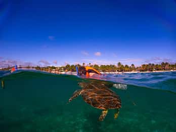 Akumal : snorkeling with local guides