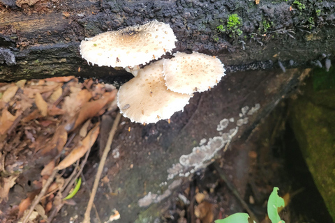 JUATINGA: Excursión de 4 días SELVA ATLÁNTICA y PLAYAS - PARATY - RIO DE JANEIRO